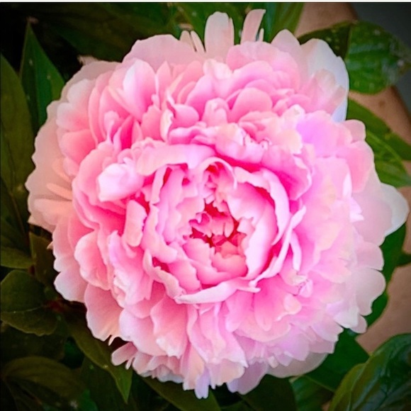 Meet your Posher, Angela - Picture 1 of 2